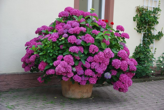 IMGP2242